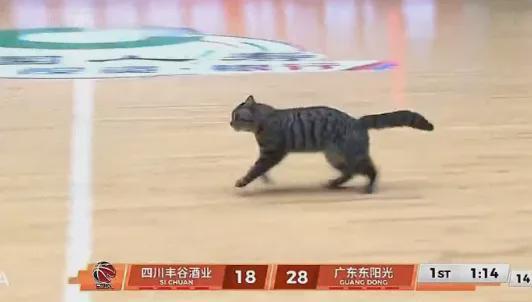 沙巴体育官网-5+3！陈国豪暴揍老东家！CBA又一奇葩条款诞生